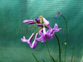 Tavi növények - Thulbaghia violacea
